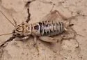 Western Striped Cricket - photo 5