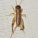 Eastern Striped Cricket