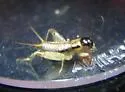 Eastern Striped Cricket - photo 2