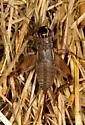 Eastern Striped Cricket - photo 3