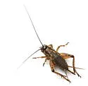 Eastern Striped Cricket - photo 4