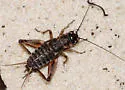 Eastern Striped Cricket - photo 5