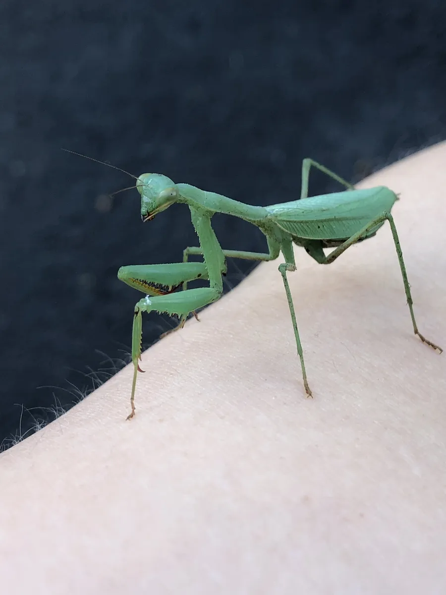 Miomantidae - photo 3