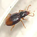 Mioptachys flavicauda - Mioptachys flavicauda
