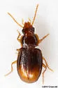 Mioptachys flavicauda - photo 2