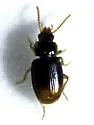 Mioptachys flavicauda - photo 3