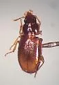 Mioptachys flavicauda - photo 4