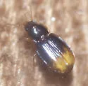 Mioptachys flavicauda - photo 5