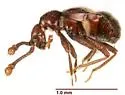 Mipseltyrus nicolayi
