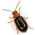 Miraces aeneipennis