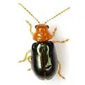Miraces aeneipennis - photo 2