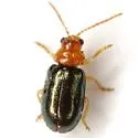 Miraces aeneipennis - photo 3