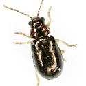 Miraces aeneipennis - photo 4