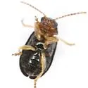 Miraces aeneipennis - photo 5