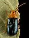 Miraces placida