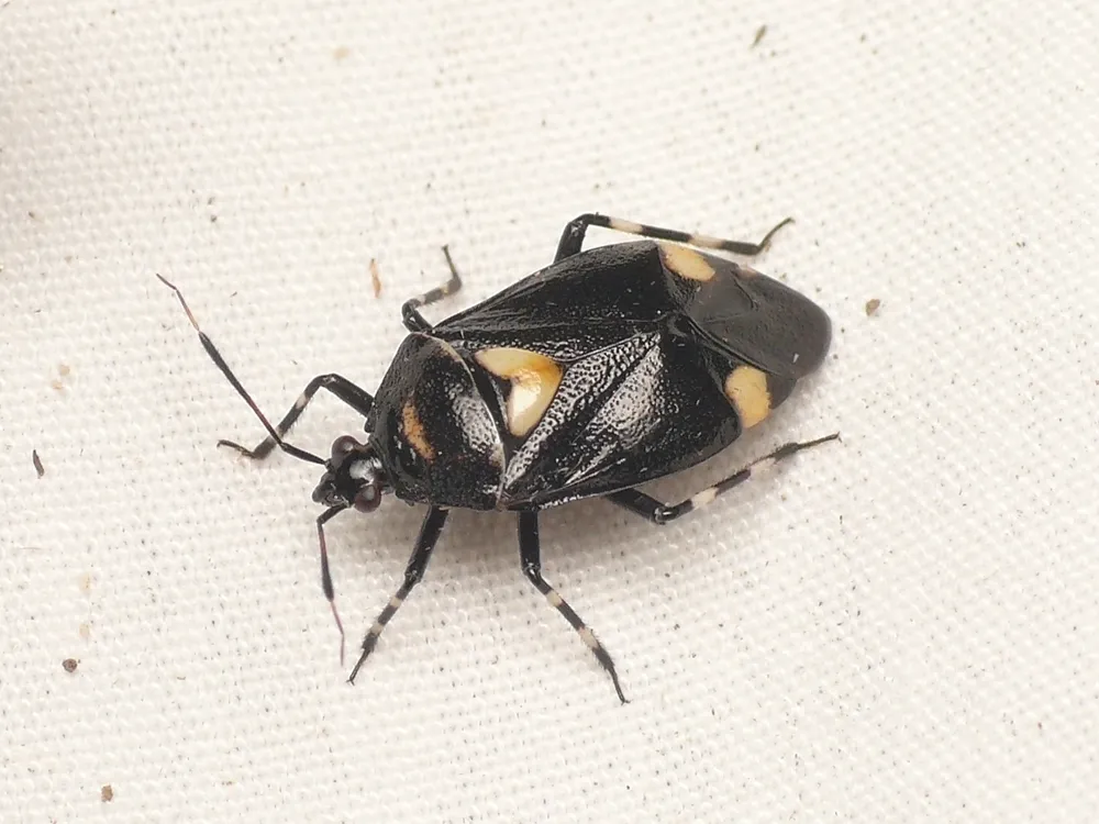 Plant Bugs - photo 2