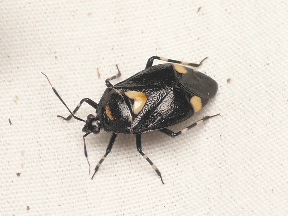 Plant Bugs - photo 3