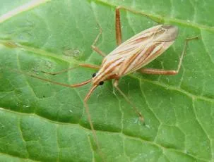 Miridius quadrivirgatus
