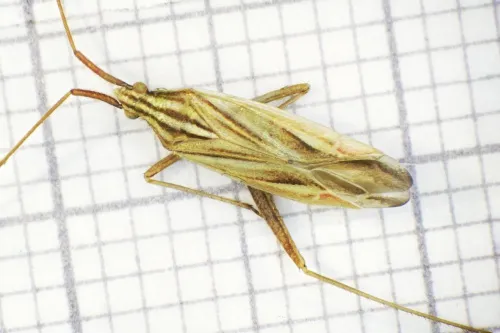 Miridius quadrivirgatus - photo 2
