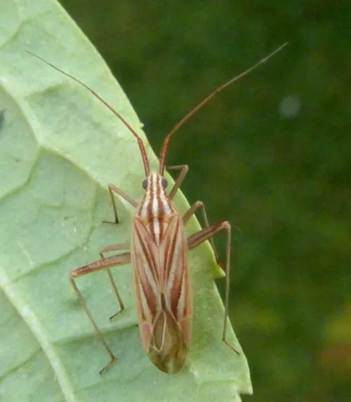 Miridius quadrivirgatus - photo 3