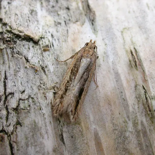 Mirificarma mulinella