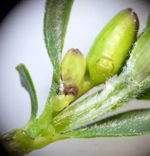 Mirificarma mulinella - photo 2