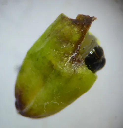 Mirificarma mulinella - photo 3