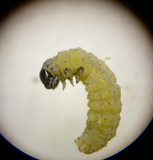 Mirificarma mulinella - photo 4