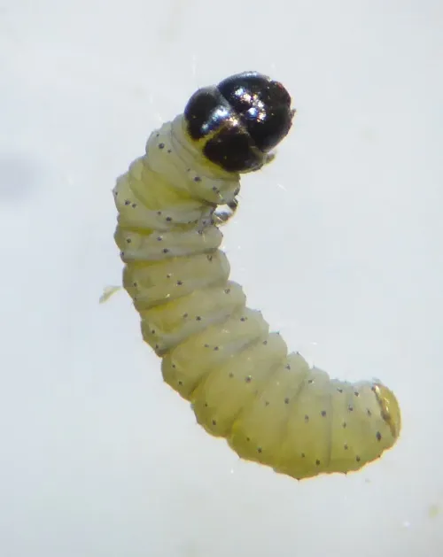 Mirificarma mulinella - photo 5