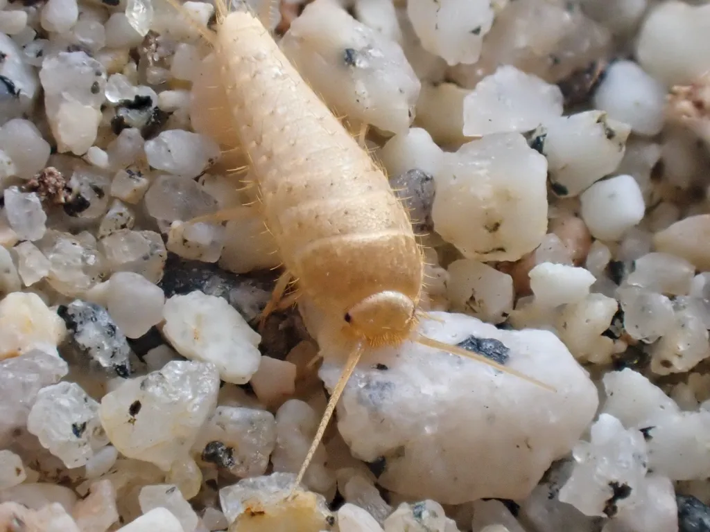 Mirolepisma deserticola