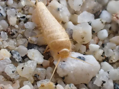 Mirolepisma deserticola - photo 2