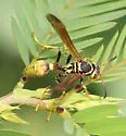 Western Paper Wasp
