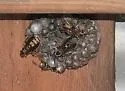 Western Paper Wasp - photo 2