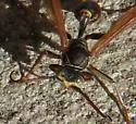 Western Paper Wasp - photo 3