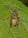 Western Paper Wasp - photo 4