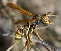 Western Paper Wasp - photo 5