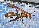Mexican Paper Wasp