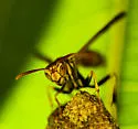 Mexican Paper Wasp - photo 2