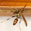 Mexican Paper Wasp - photo 3