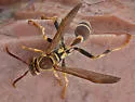 Mexican Paper Wasp - photo 4