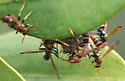 Mexican Paper Wasp - photo 5