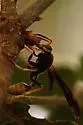 Navajo Paper Wasp - Mischocyttarus navajo