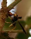 Navajo Paper Wasp - photo 2