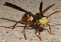 Navajo Paper Wasp - photo 3
