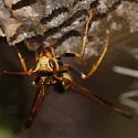 Navajo Paper Wasp - photo 4