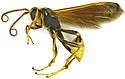 Navajo Paper Wasp - photo 5