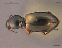 Miscodera arctica - photo 2