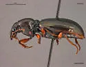 Miscodera arctica - photo 3