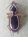 Miscodera arctica - photo 4