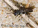Miscophus (Miscophus) americanus